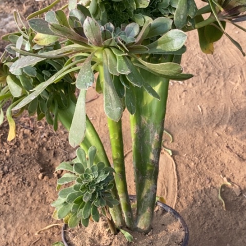 原始绿法师一物一拍