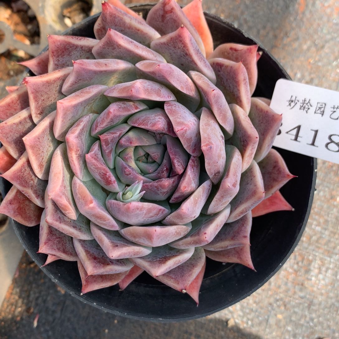 3418杂交精品基地9厘米