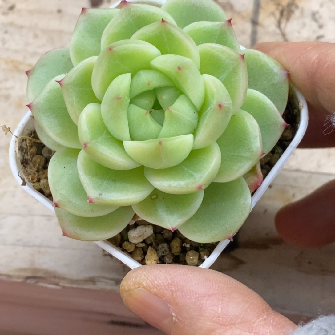 精品多肉一物一拍不包整121