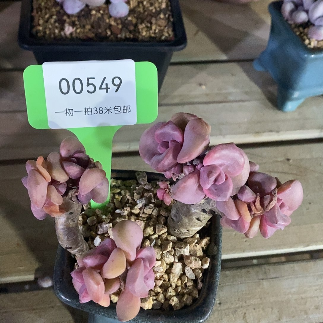 00549咯组图图了骨头旅途