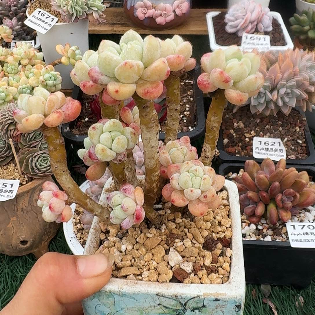 1708一物一拍（满28包邮）