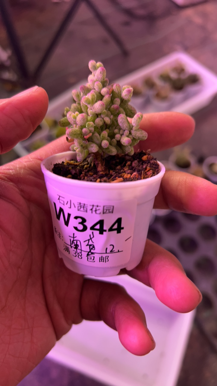南鸢-白虎斑-多肉植物枝干番杏