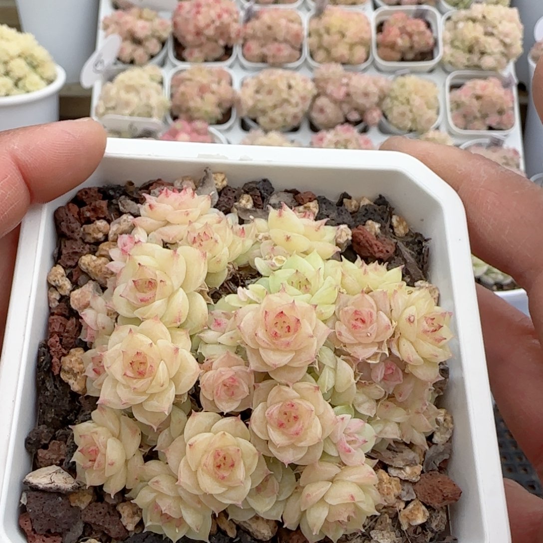 【闪购商品】0204-142优选麦杆