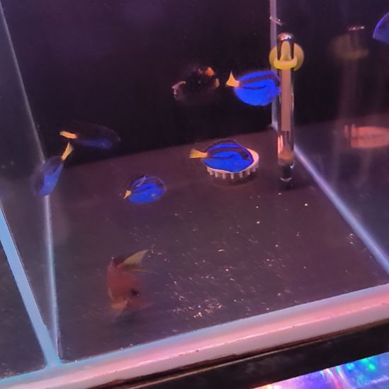 蓝吊4公分左右，养定开口颗粒