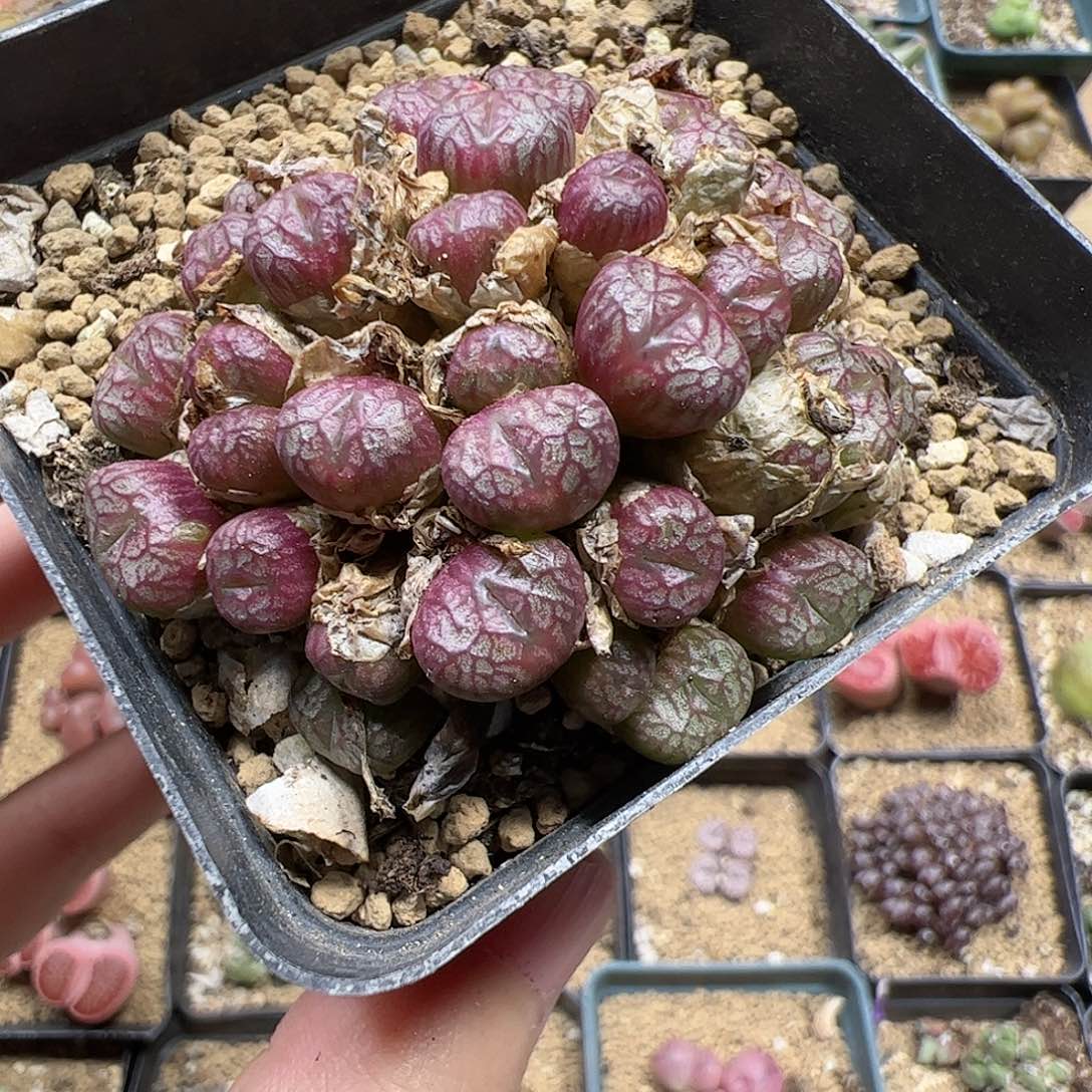 【闪购商品】384 送奶杂