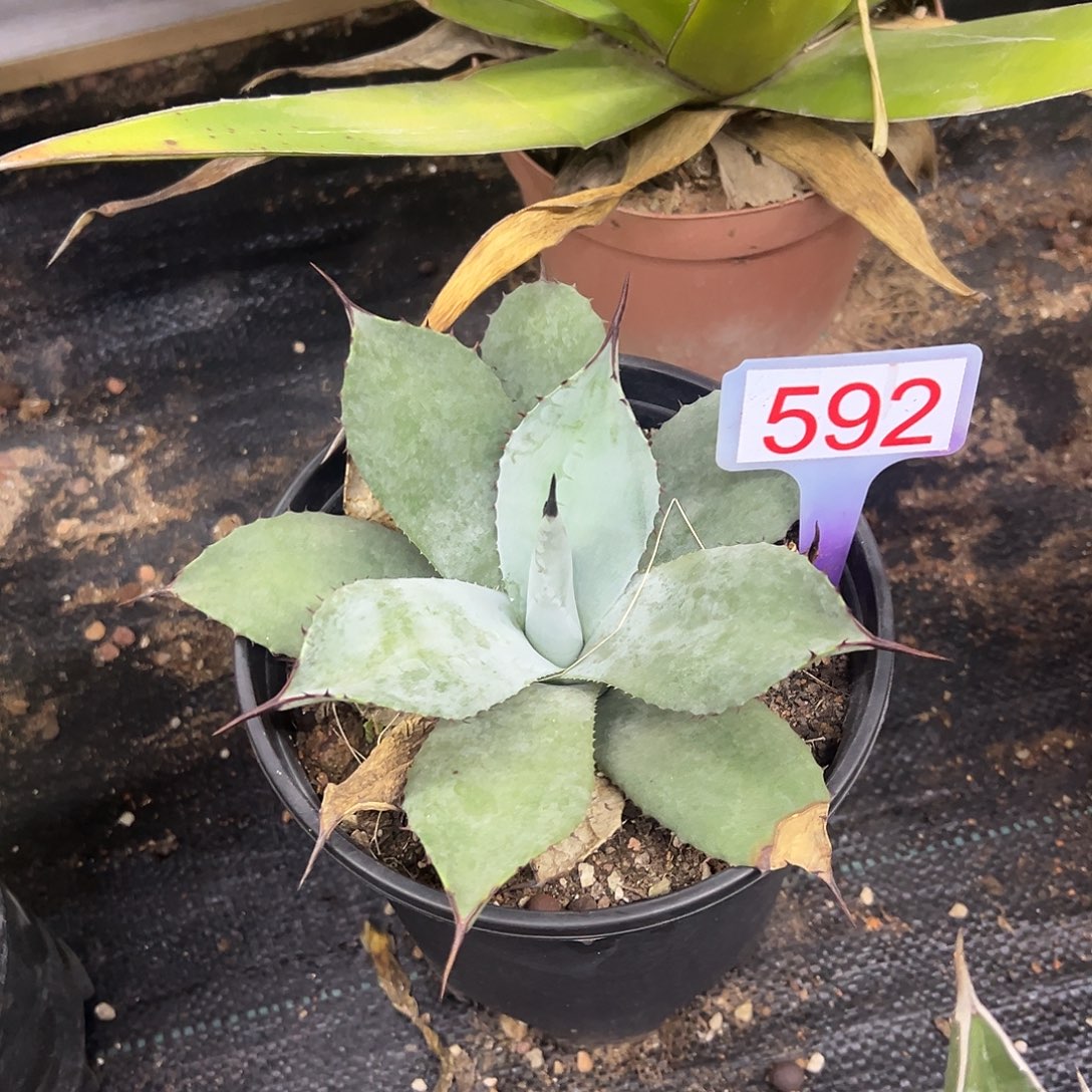 虚空藏高级灰龙舌兰