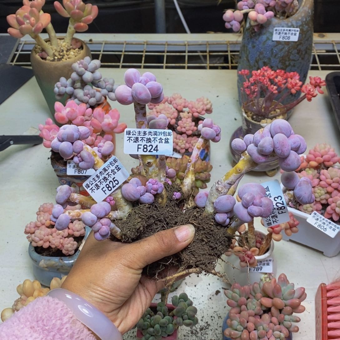 ༆****823。824。825芭比奶多肉三颗