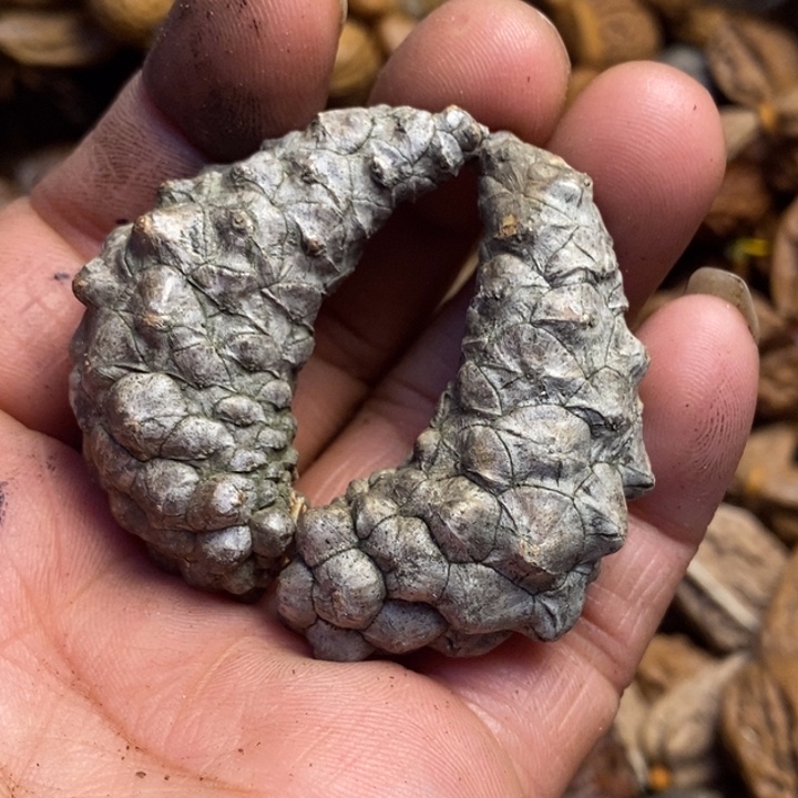 文玩核桃吊坠东北特产172