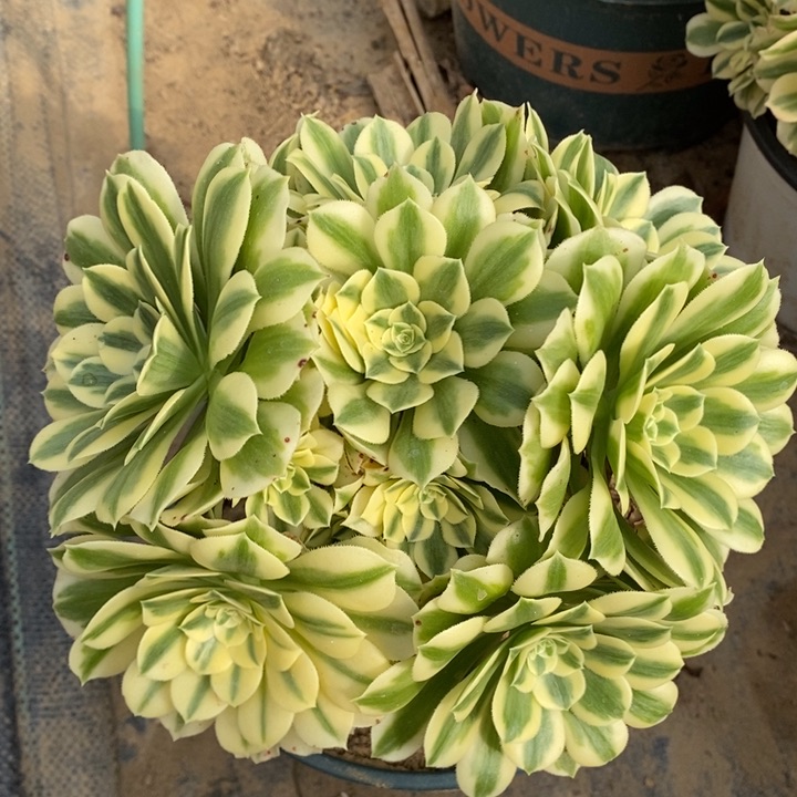 212迈巴赫多肉法师