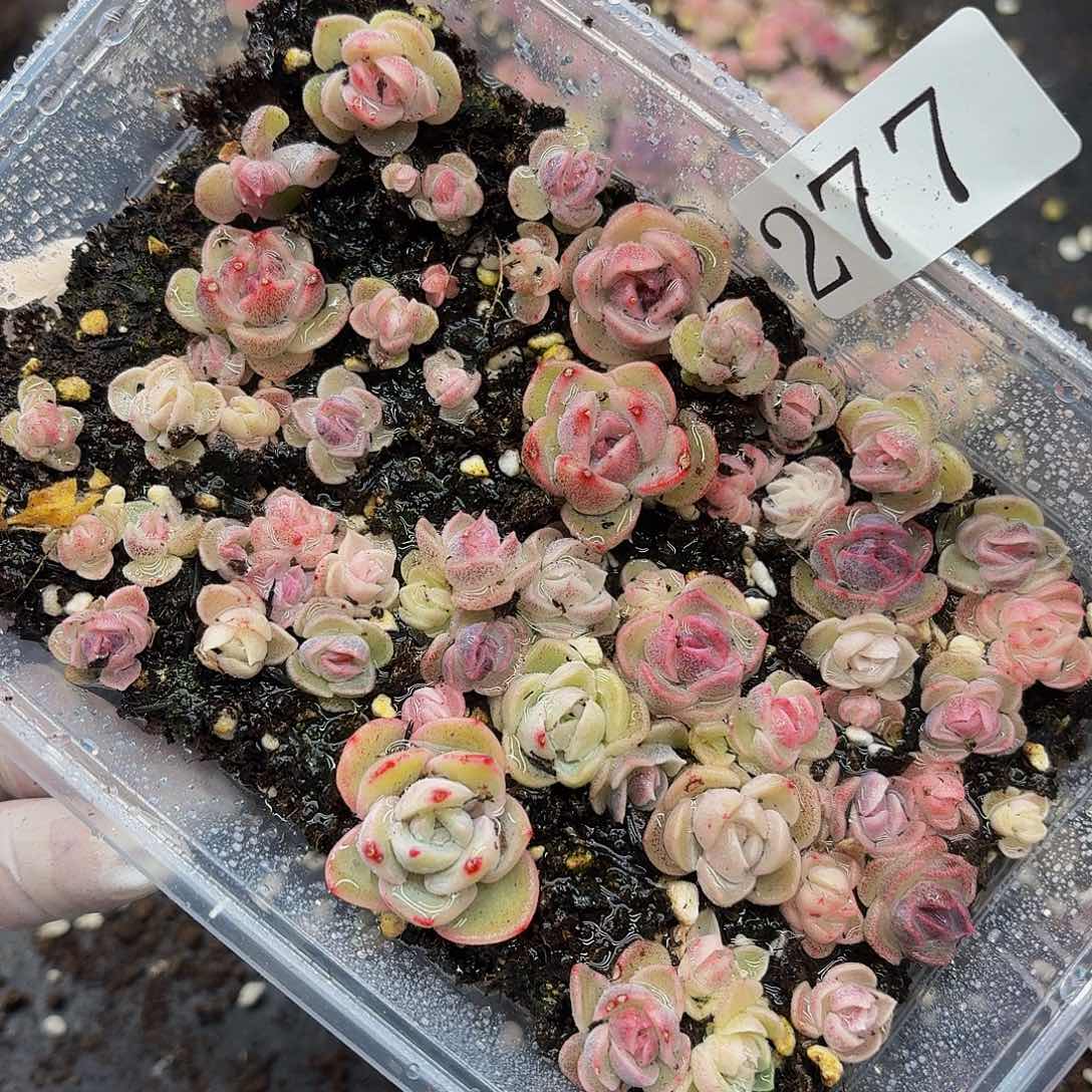 多肉植物多肉植物277