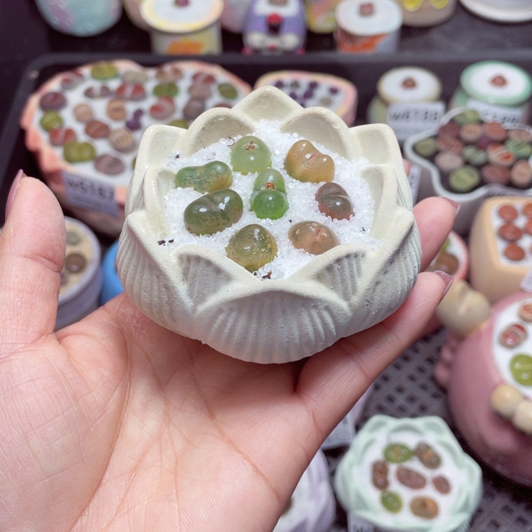 w6206 -零下地区拍保温箱-15支持寄养