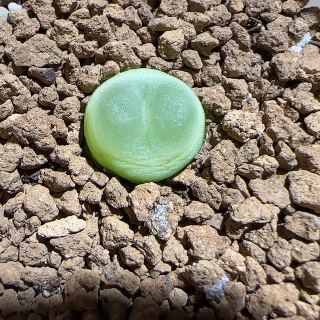 肉锥多肉植物组合-sh1200拉登131