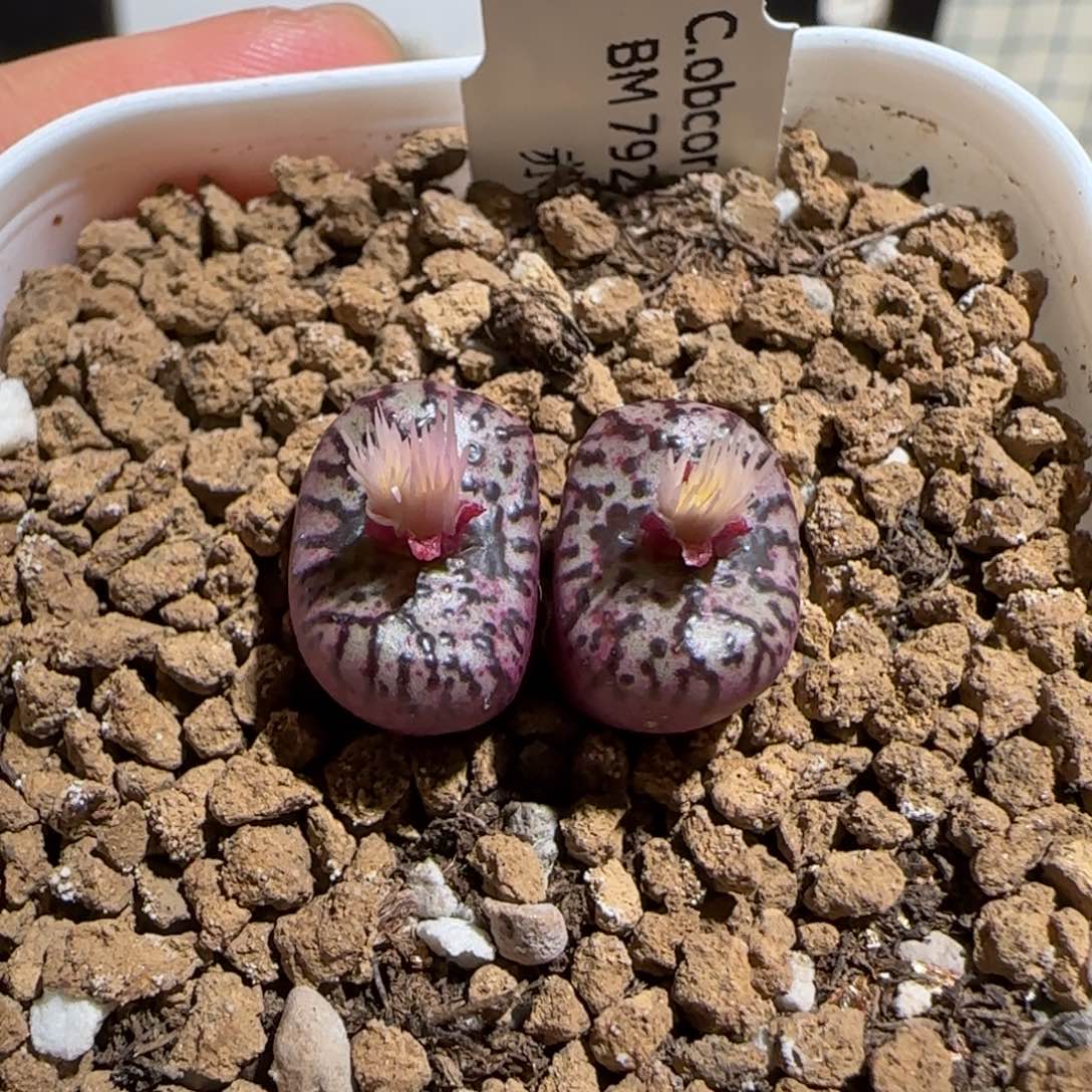 肉锥多肉植物组合-灯泡938