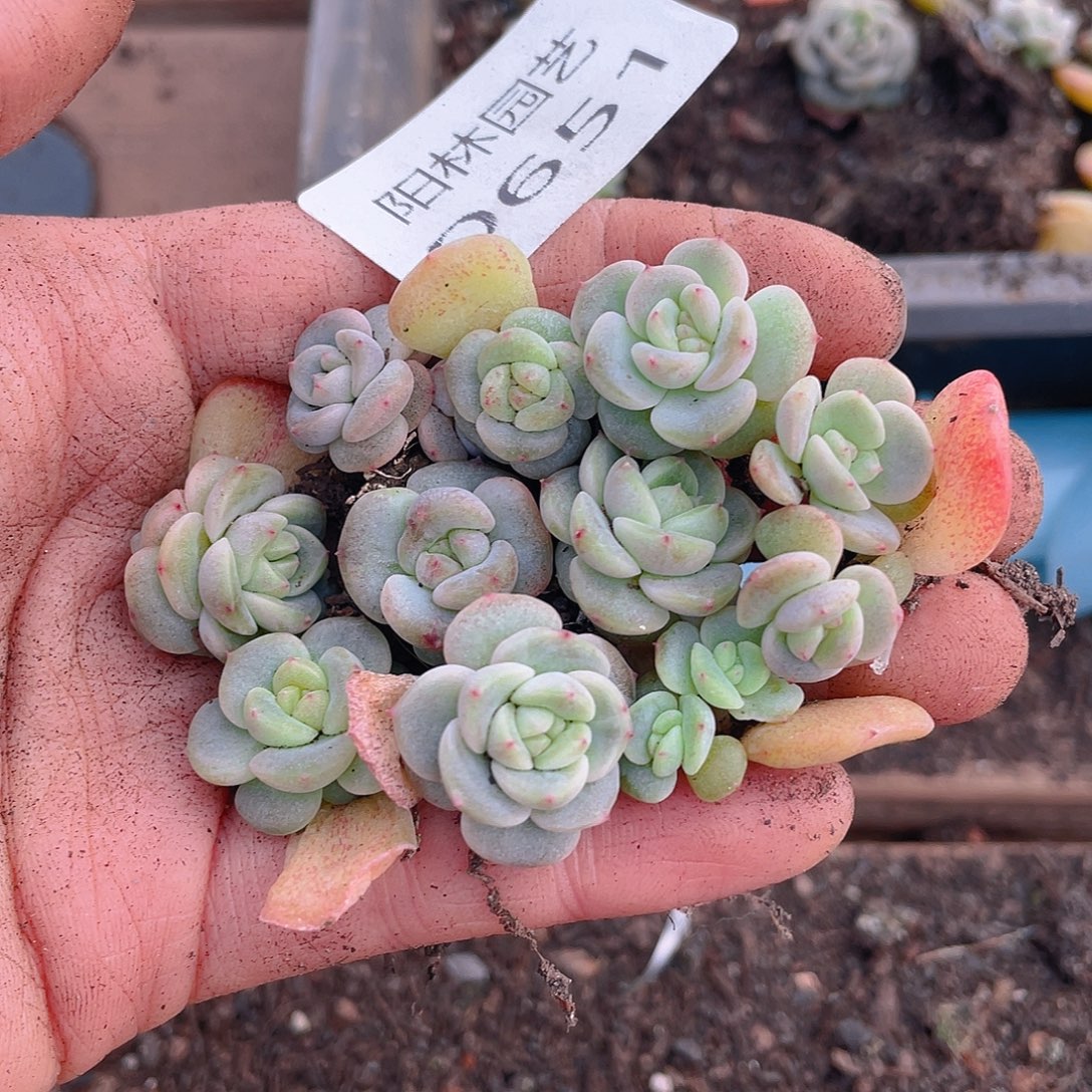 多肉植物多肉植物651