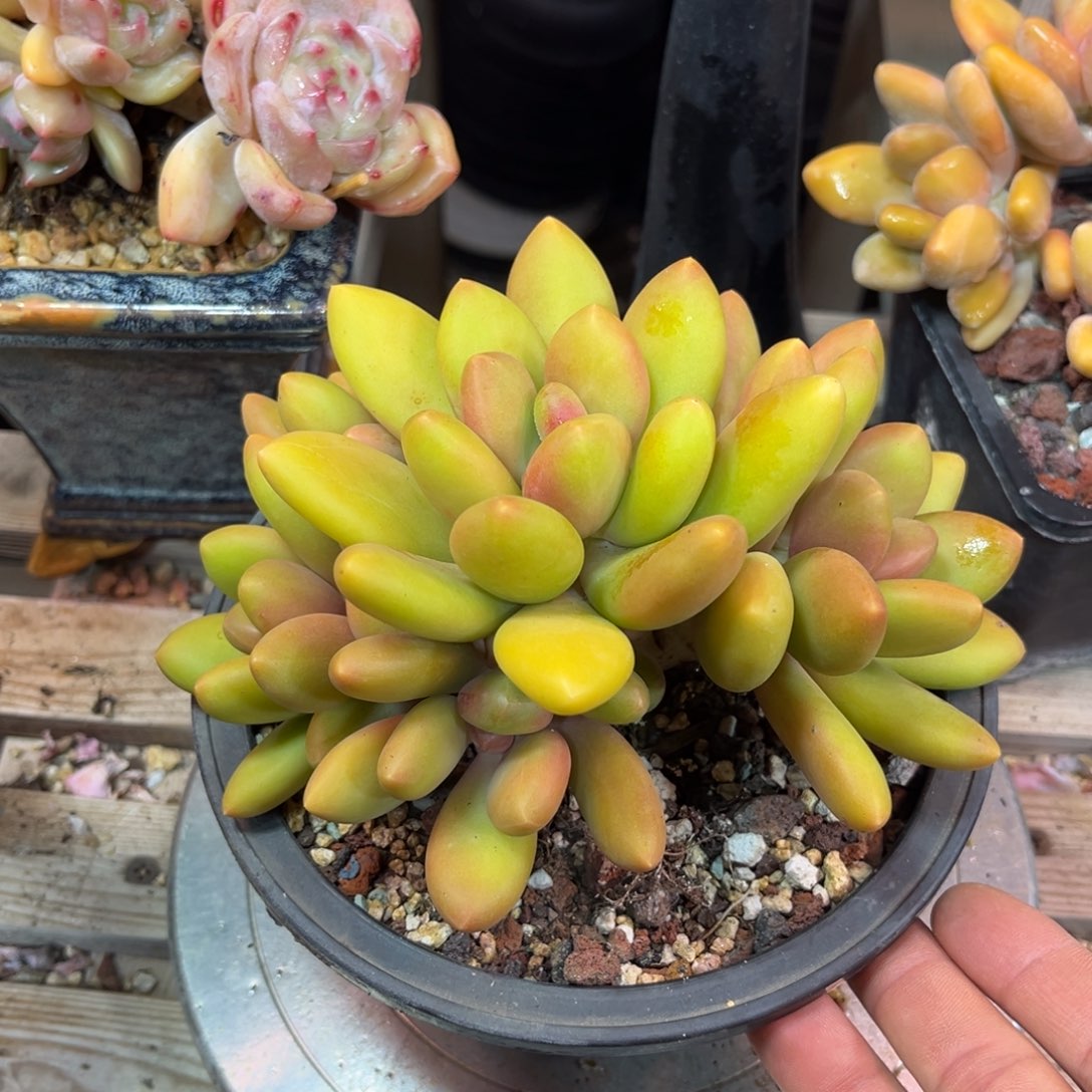 芒果奶sinvezinvnvnvn