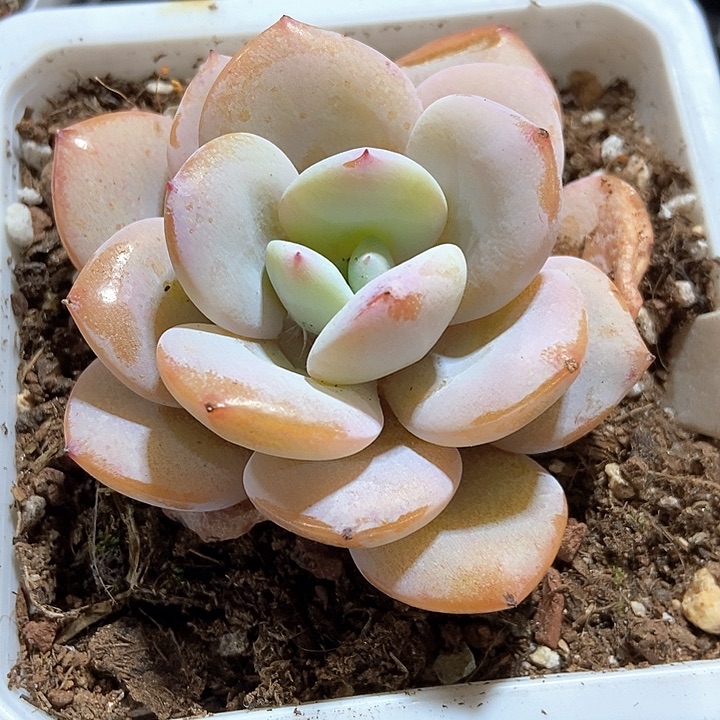 多肉植物韩版奶茶245