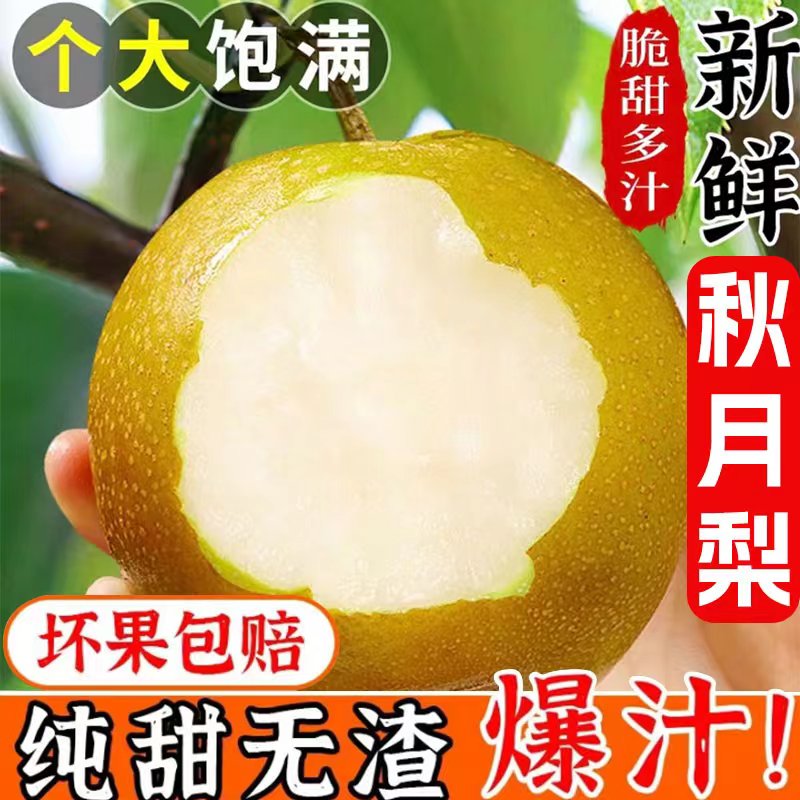 正宗秋月梨脆甜多汁新鲜现摘现发应季水果精品大果S