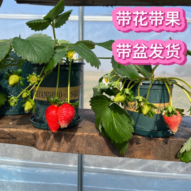 原盆原土带花带果草莓盆栽草莓苗妙香盐莓徽黄黑珍珠隋珠宁玉
