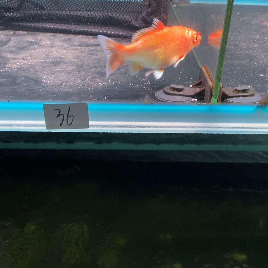 *****蝴蝶鲤鱼36号红色蝴蝶鲤一条