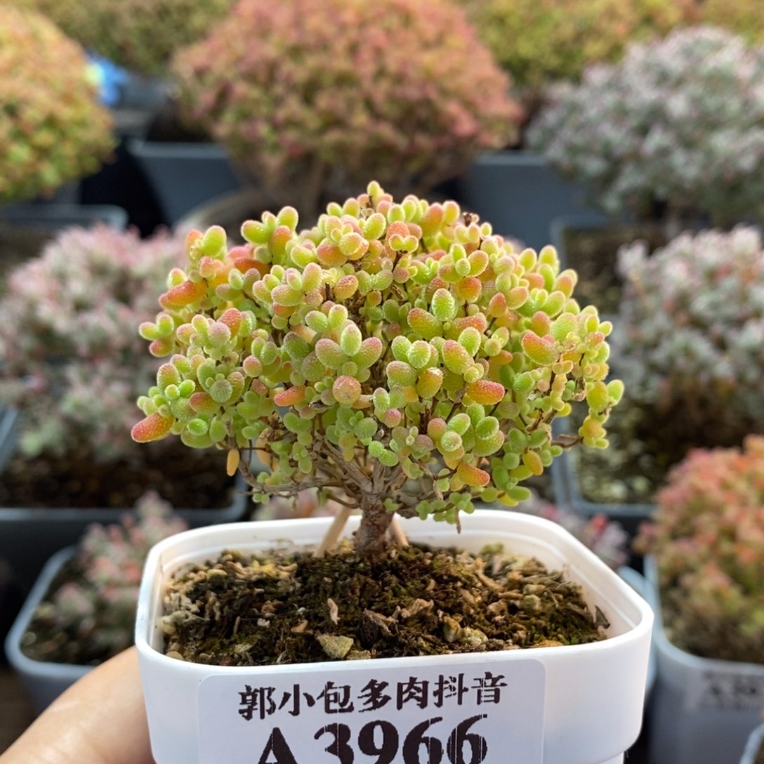 蜜橘糖球3966枝干番杏
