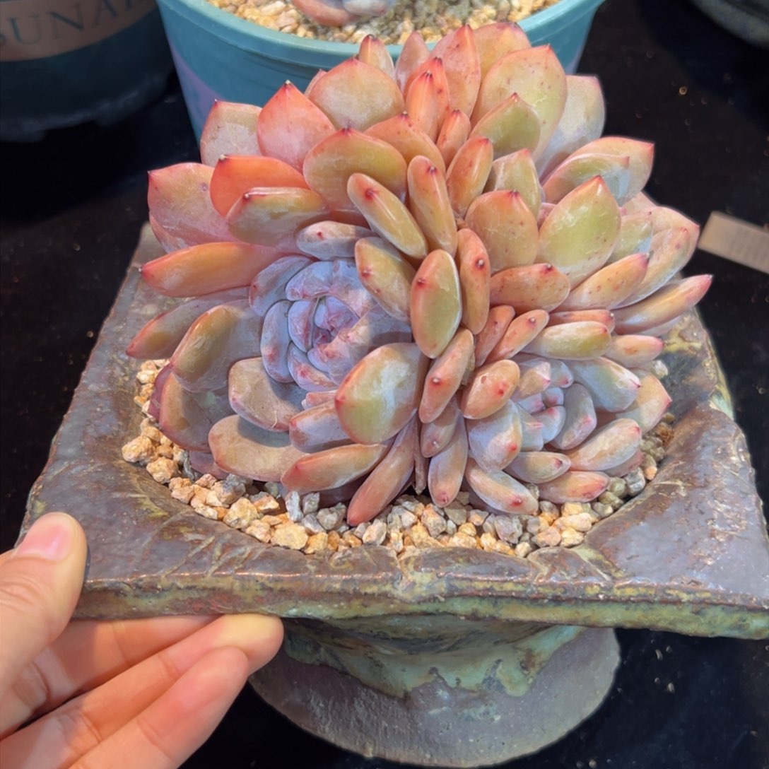 新年快乐 新年快乐