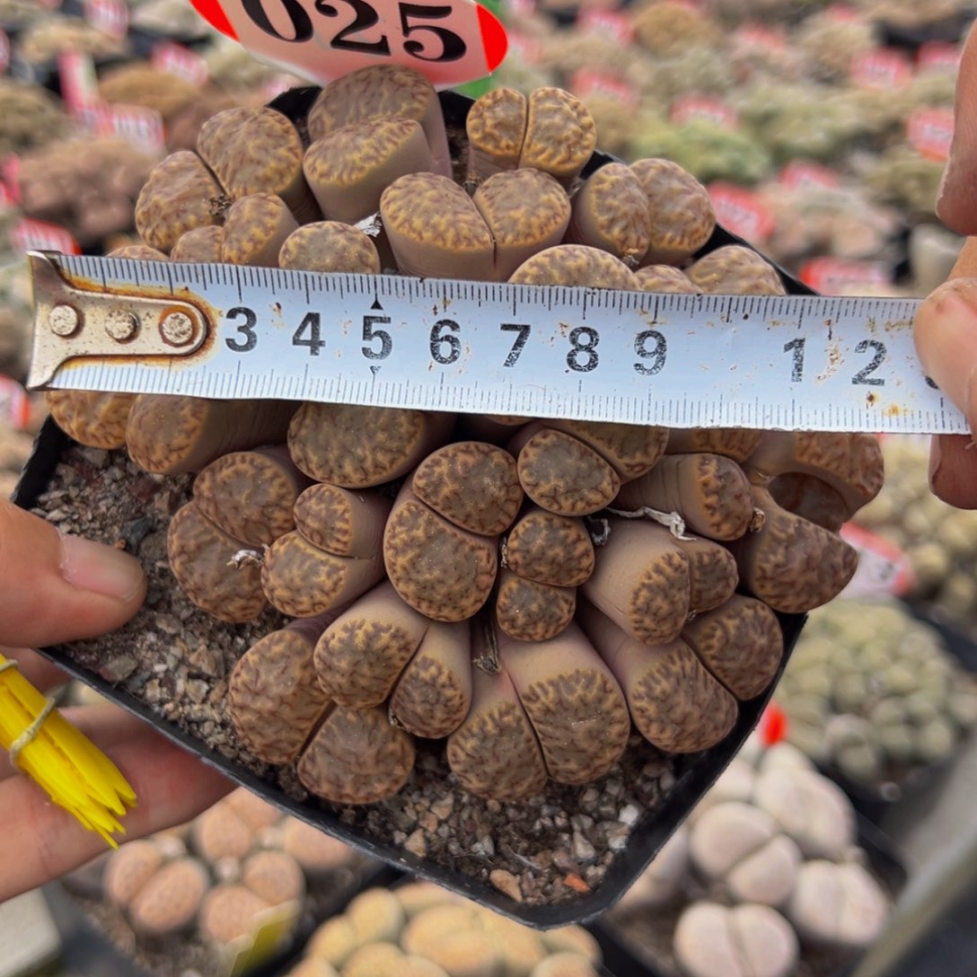 025 生石花大群生大群生