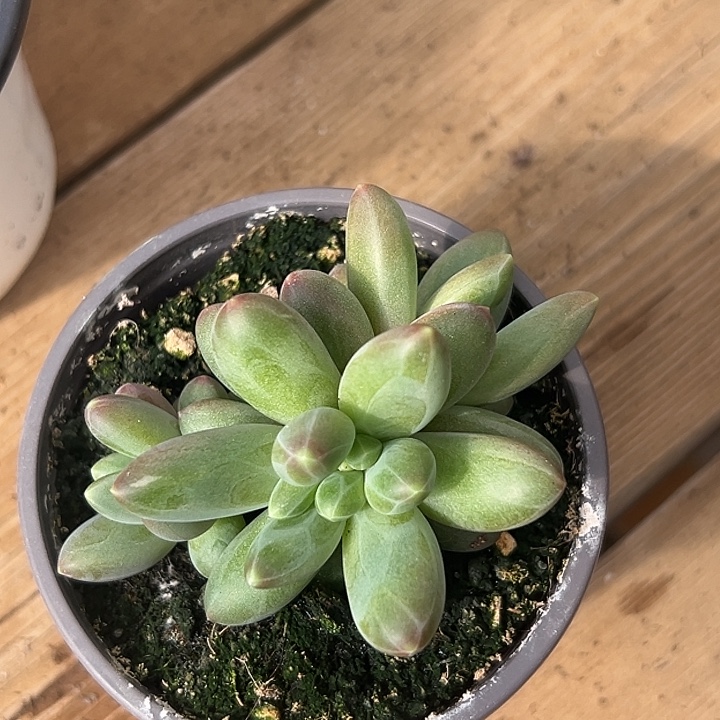 卡布奇诺带缀美人