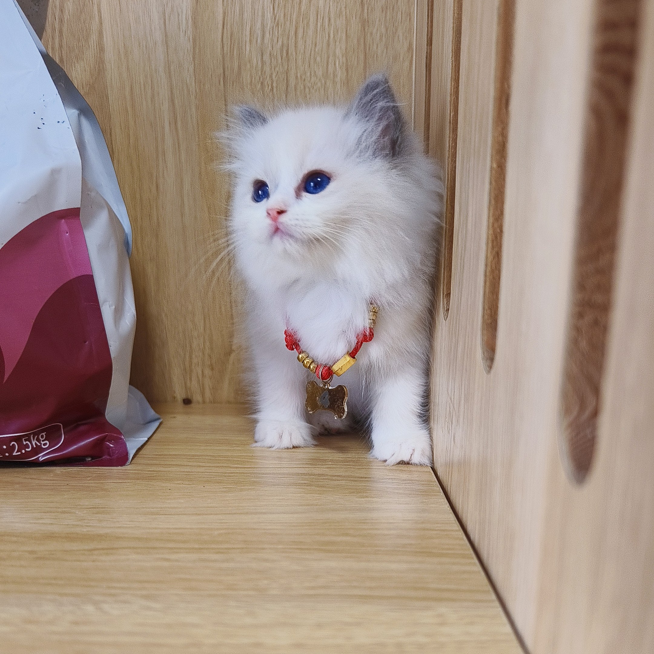 50多天蓝双色妹妹布偶猫