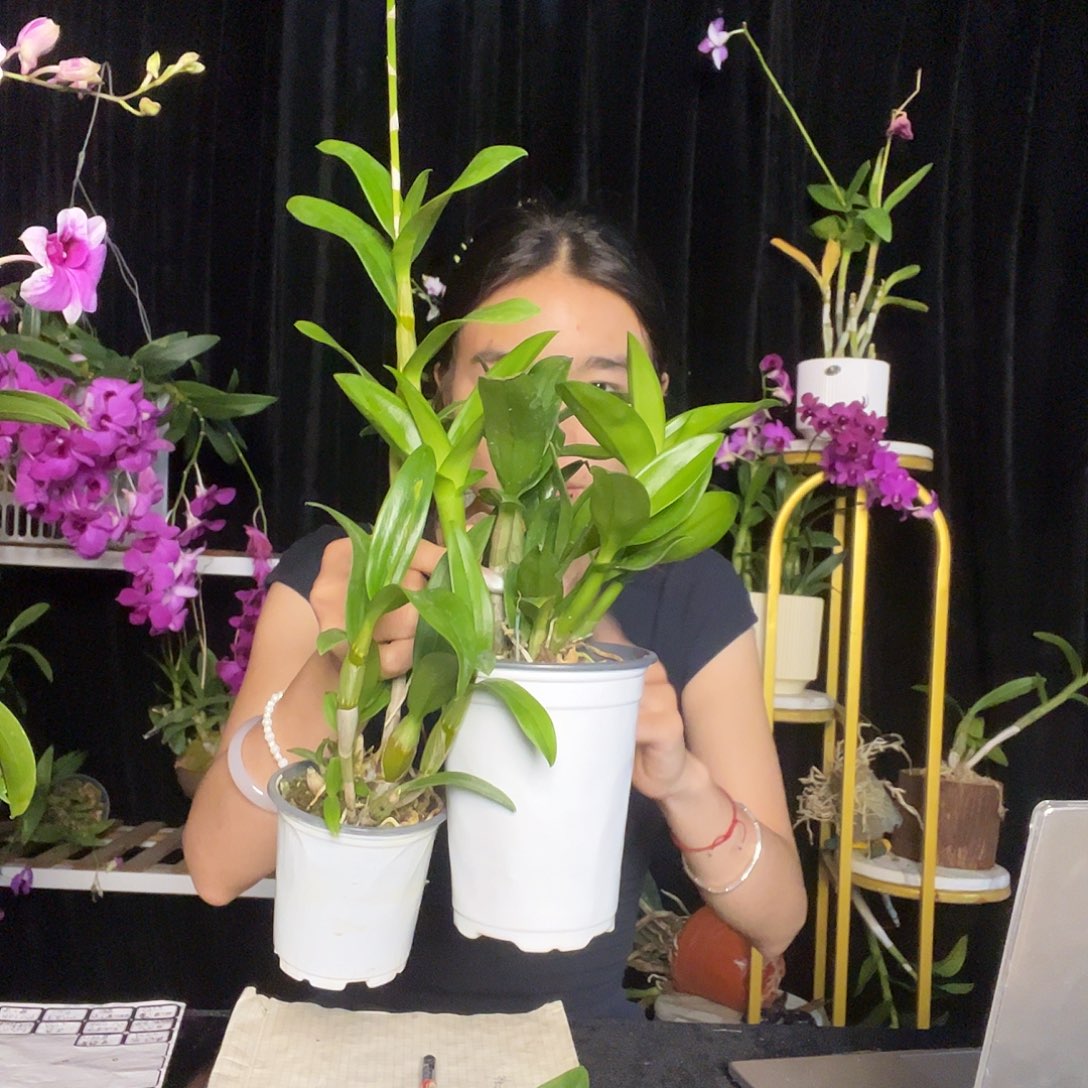 当前无花朵，栽培后可花朵紫天使。金公主4628