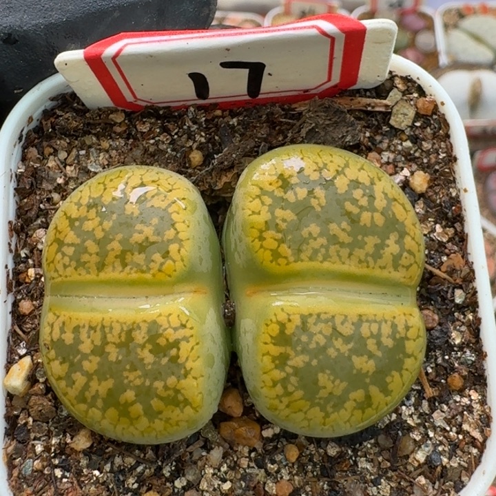 生石花23:：：：。  323号