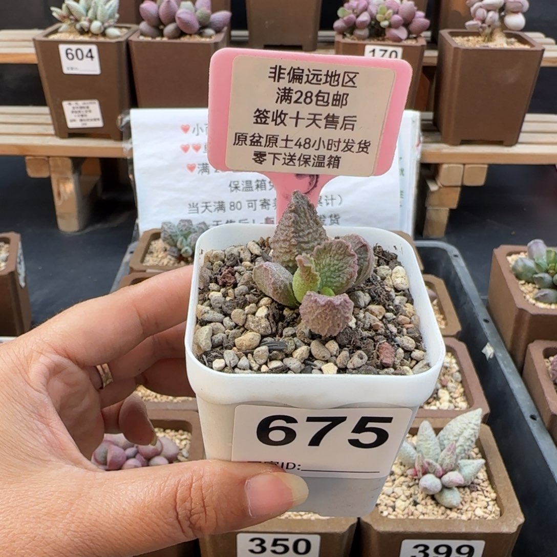 P***0675小怪兽多肉植物