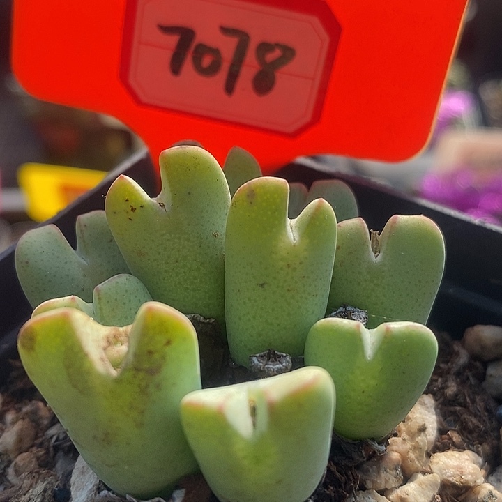 在一起就是不知道有7078