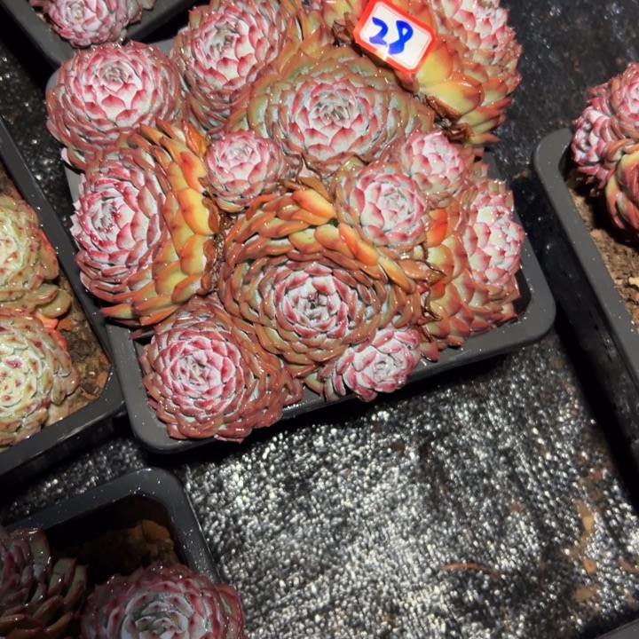 夏***4精品多肉植物老桩