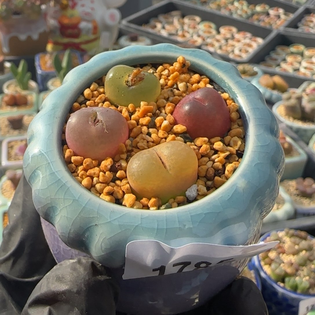 1785--一物一拍 带盆