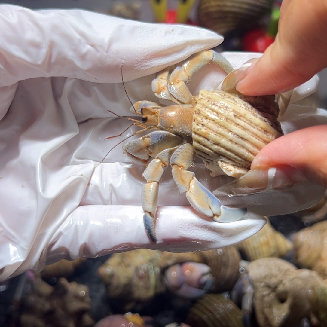 奶橘紫陆口径2.0口