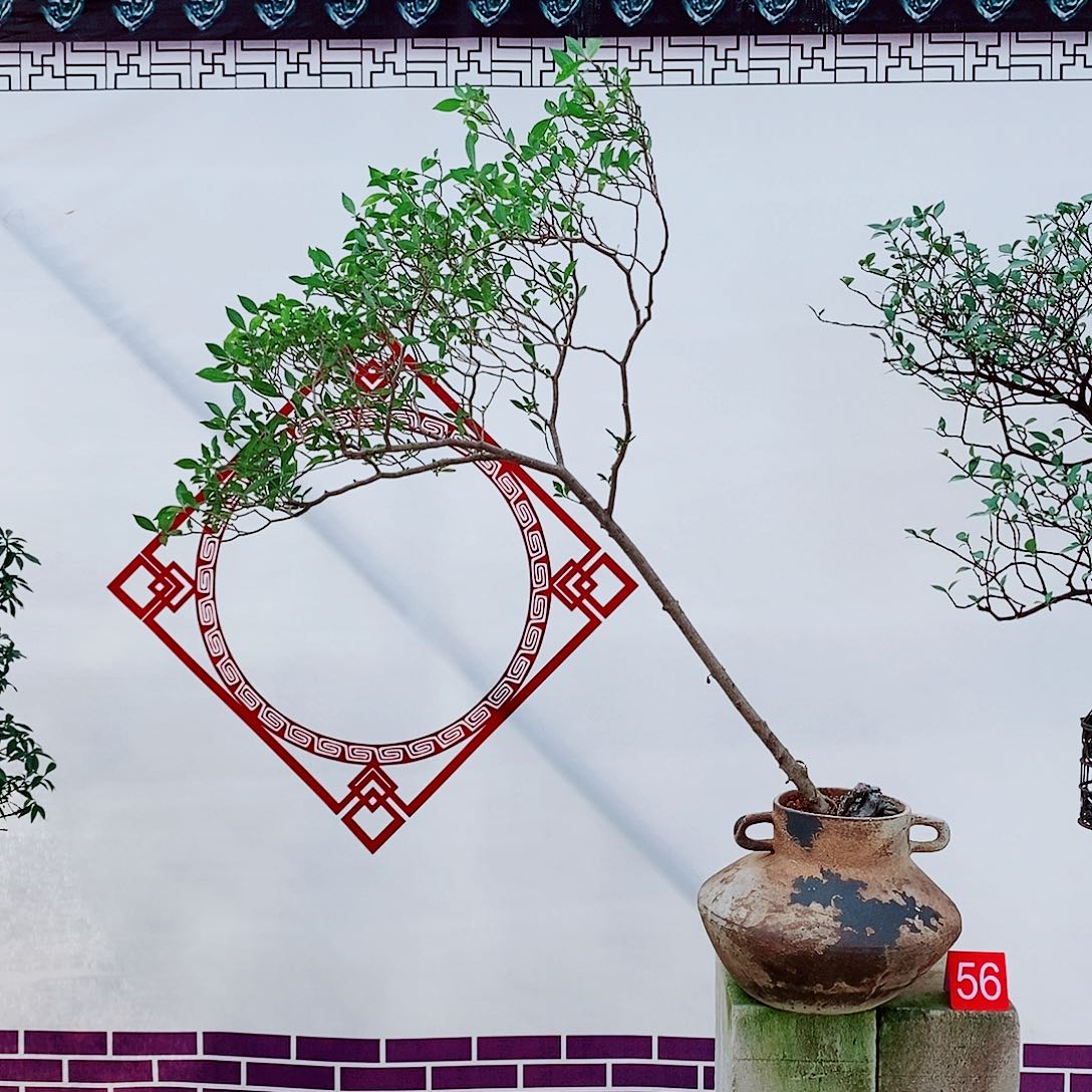 海岛栀子花一物一拍