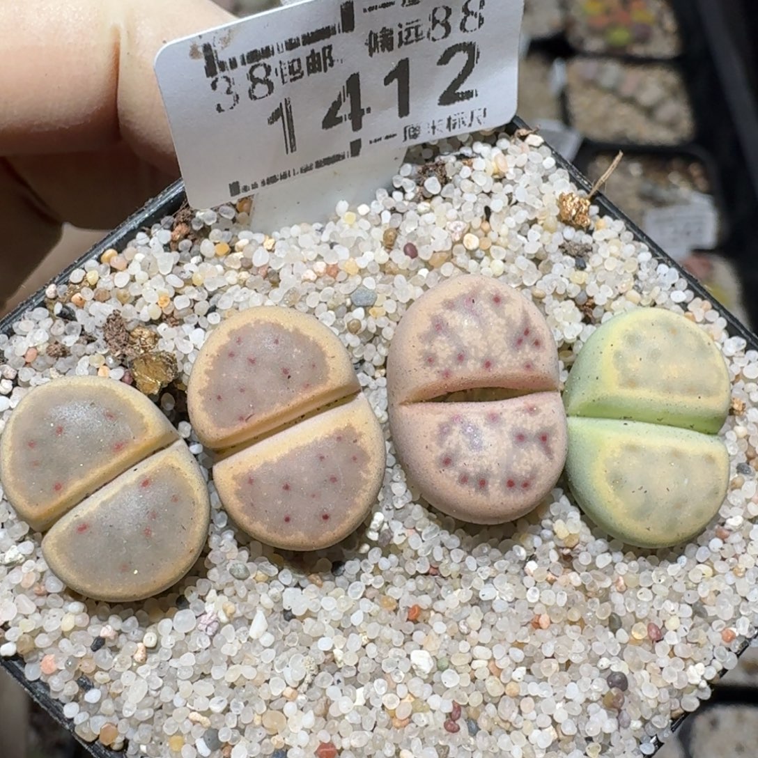 zzz精品也福利1412