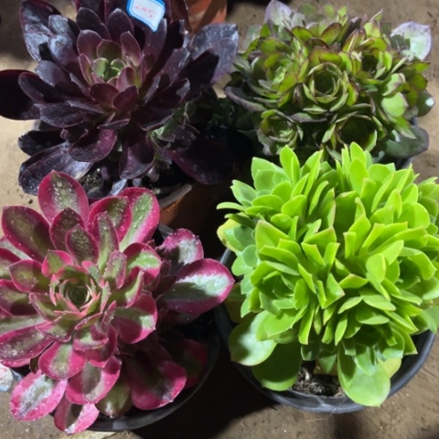 245多肉植物组合