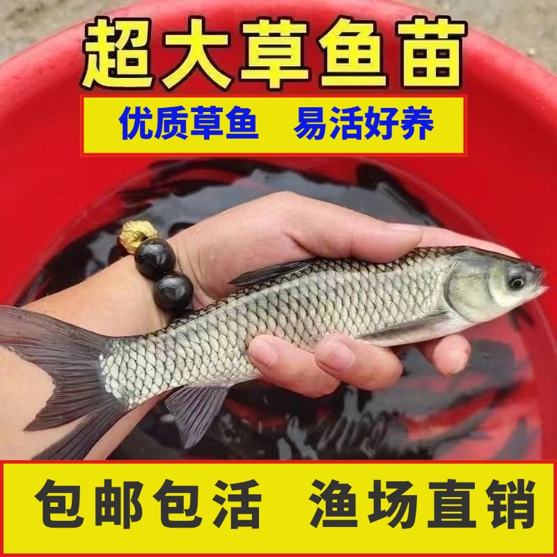 草鱼草混子皖鱼优质淡水鱼苗水族活体包邮