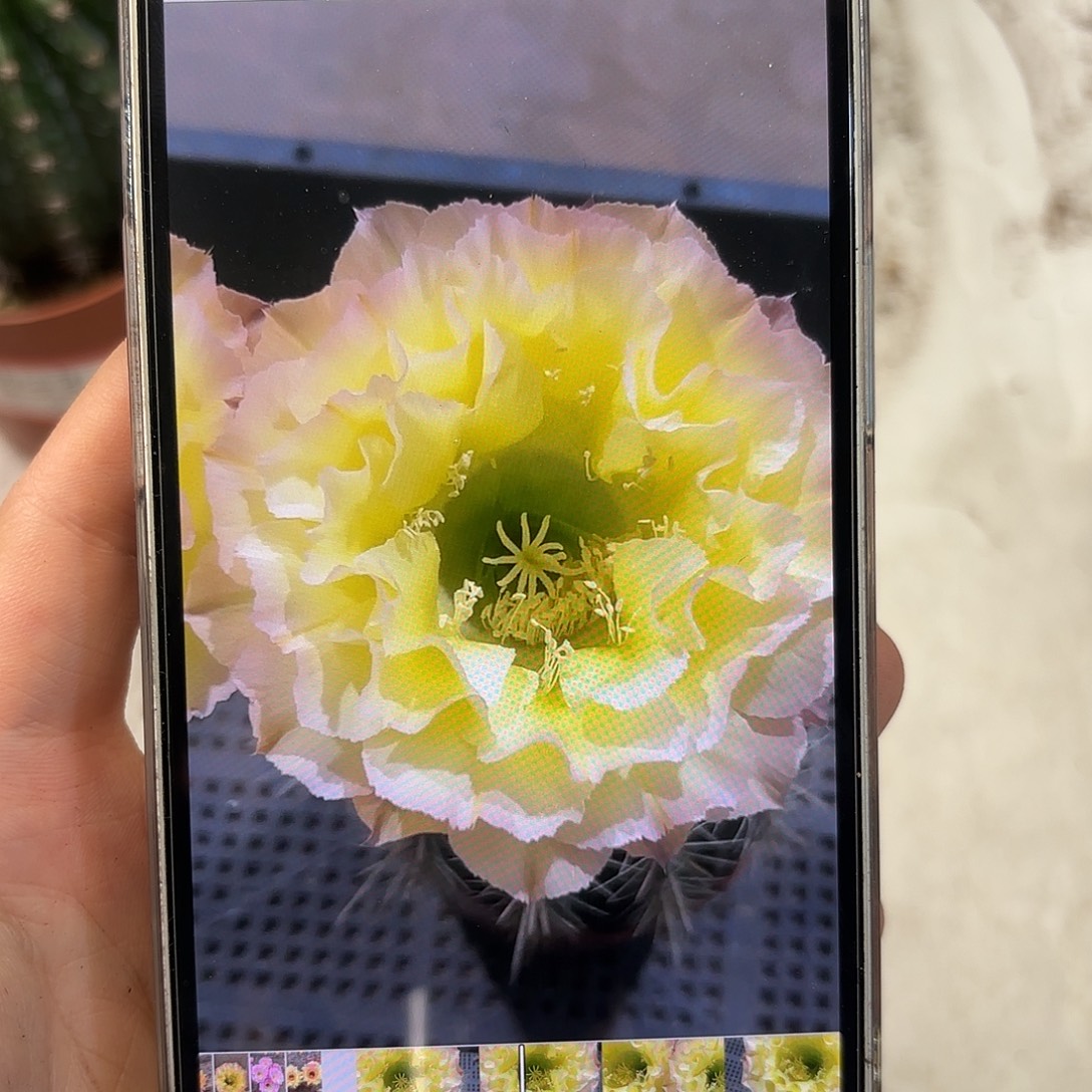 彩草青青蛋挞6公分左右