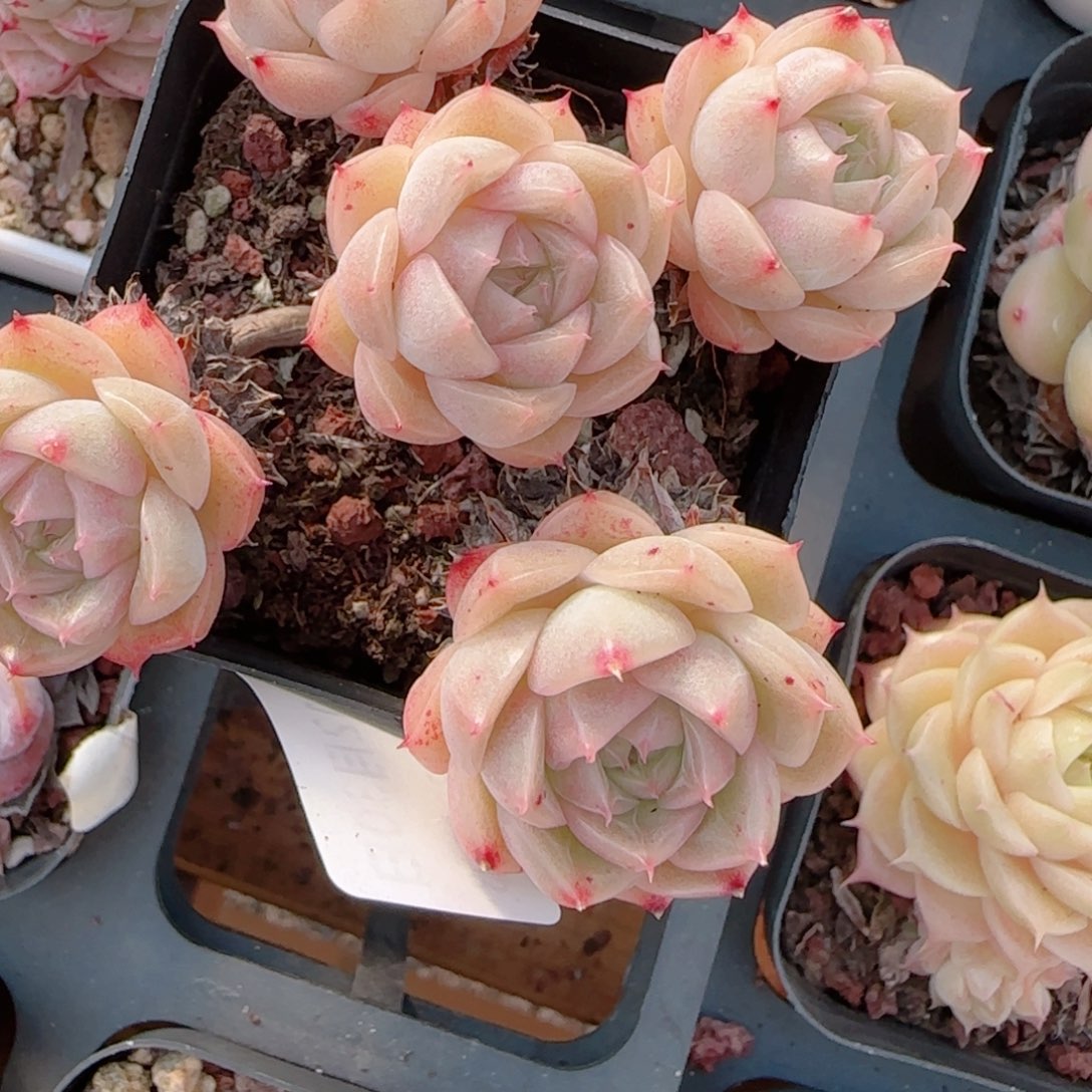 名***羽花语多肉1230-76整