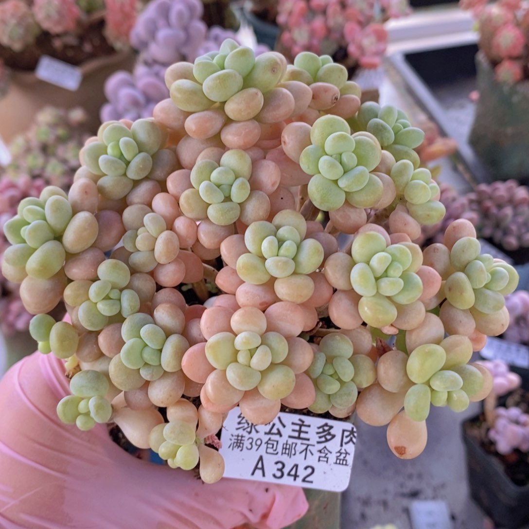 爱****?洛可可有砍10cm342多肉植物 