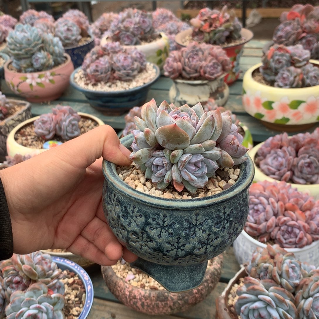 无花朵哈哈哈哈哈哈哈哈哈12