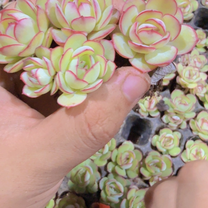 牡丹亭穴盘五颗一组