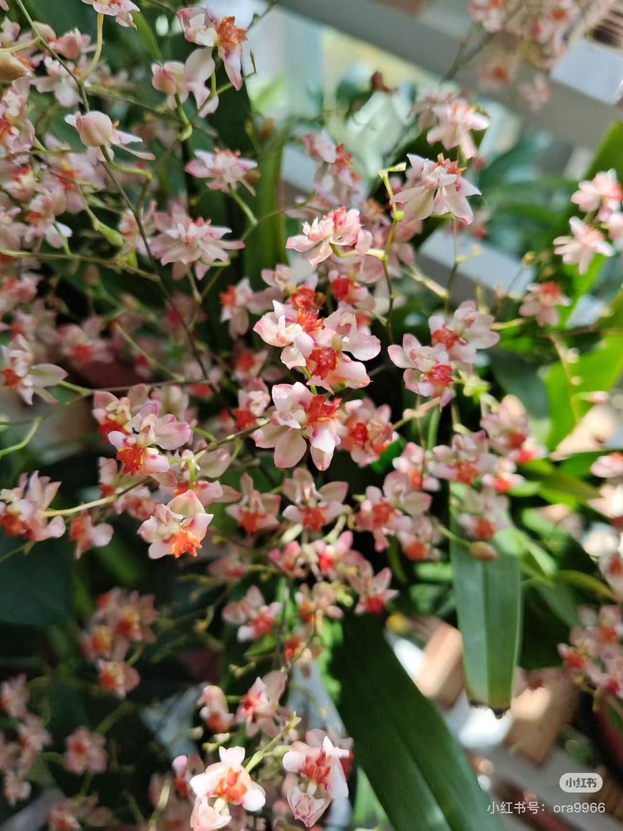 桔红梦香兰【小杯3-6支剑】（5度以下拍保温棉不拍冻死冻伤不售后）