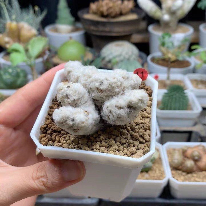 刨花厚敦菊母本带盆