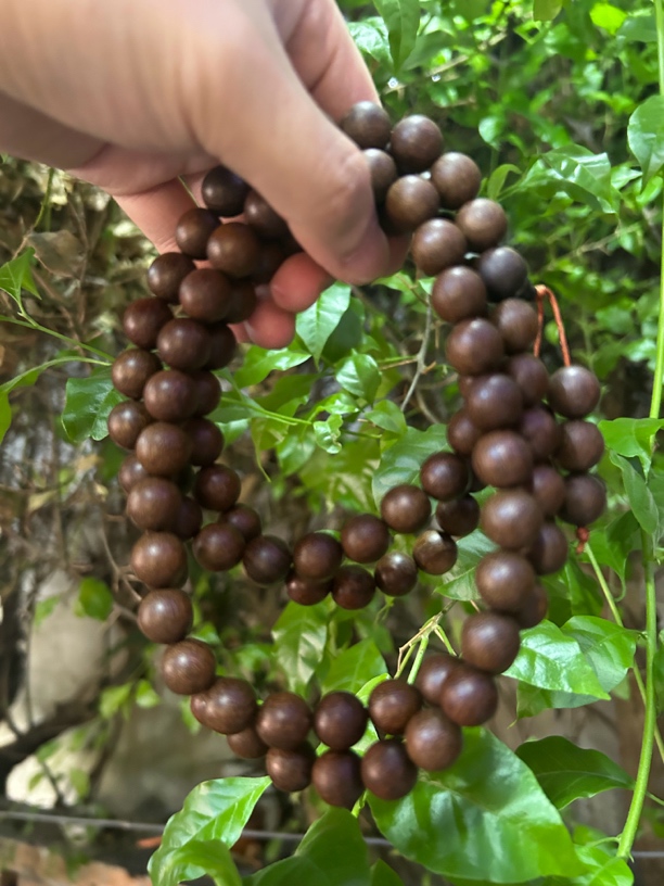 【土特产菇138】净含量110g