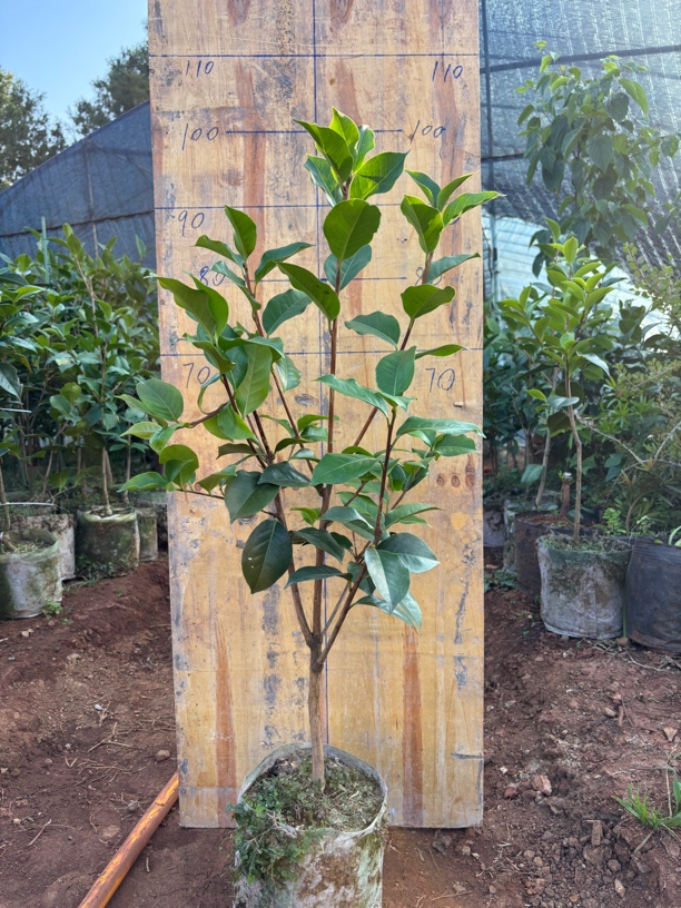 茶花，云南茶花，冬季开花