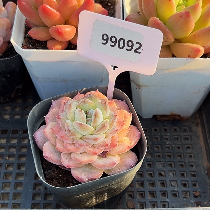 卡***1糖心。   99092号。  