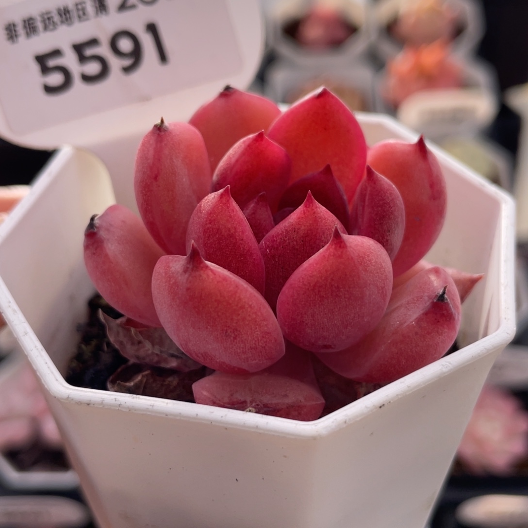 紫薇5591-4.6厘米